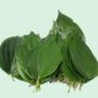 Bitterleaf